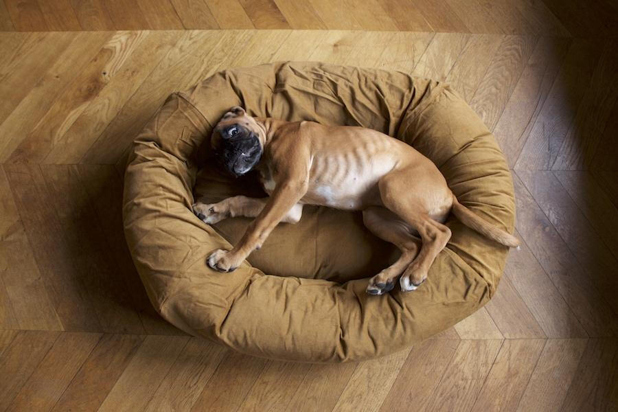 Puppy Bed