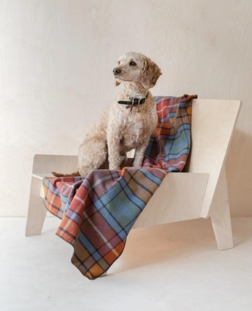 The Tartan Blanket Co. - Recycled Wool Large Pet Blanket in Buchanan Antique Tartan