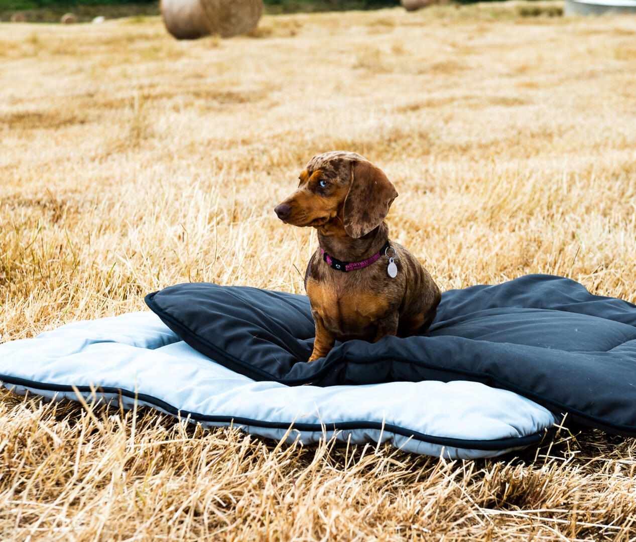 100% Australian Wool Pet Bed