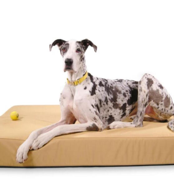 Giant Dog Bed