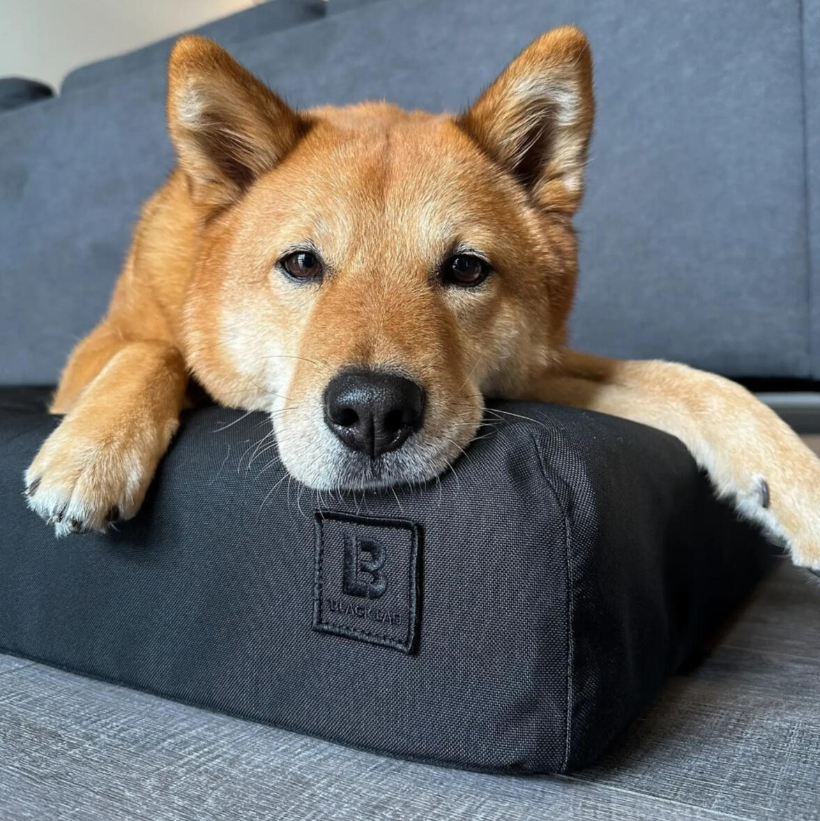 Black Lab - The Beast, Ultra Tough Orthopedic Dog Bed